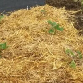 „Erd“beeren? Nein! „Stroh“beeren