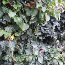 I’m … growing … a wall