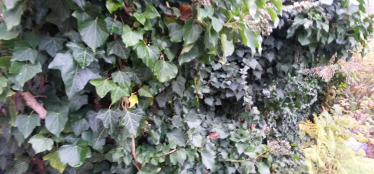 Ich … pflanze … eine Wand