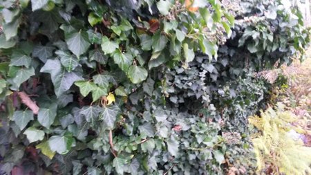 ivy wall