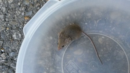 mouse in tupper ware