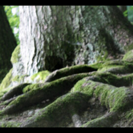 Loneliness and rootedness