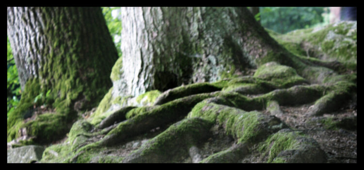 Loneliness and rootedness