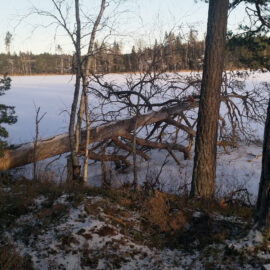 Einsamkeit und Verwurzelung